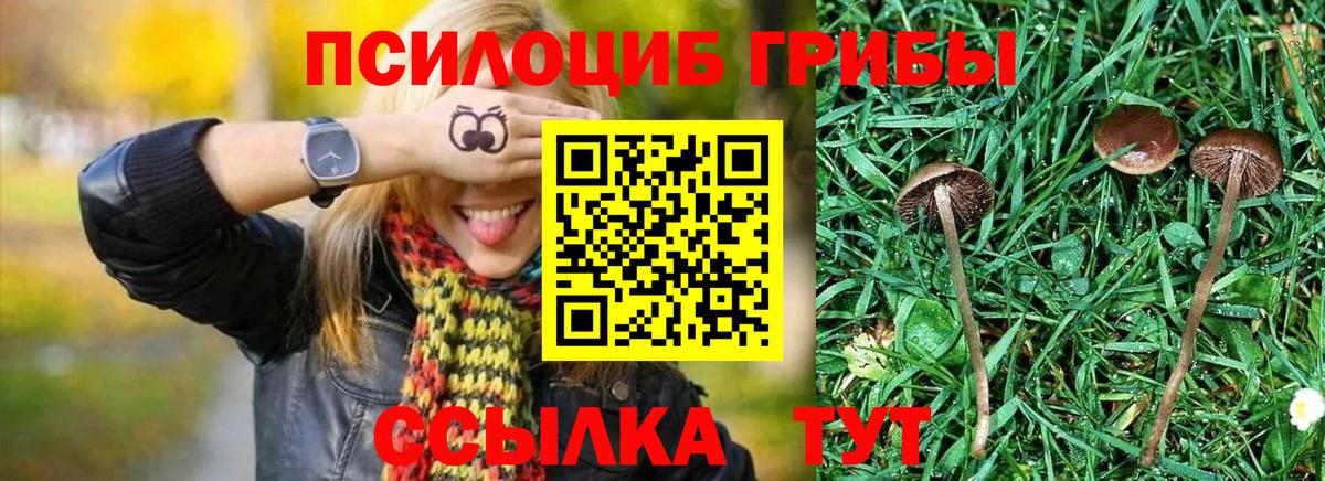 Псилоцибиновые грибы Psilocybine cubensis  Вход с VPN  Луга 